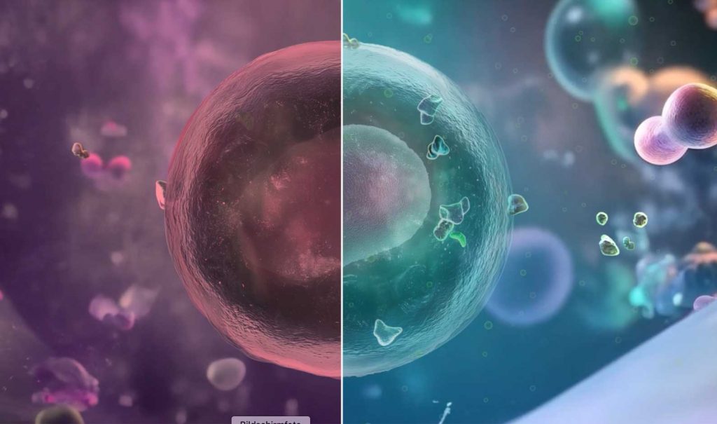 Zellmembran Wirkung Omega-3 unterstützen für eine optimale Nährstoffaufnahme